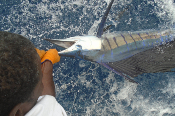 Oh my, White Marlin